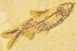 Limestone With Two Detailed Fossil Fish (Knightia) - Wyoming #384489-2